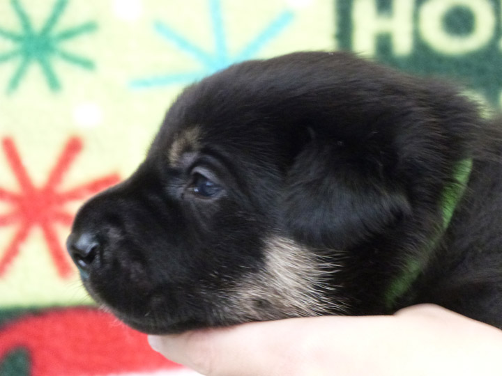 chinook puppy